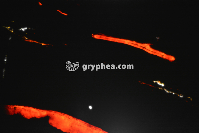 Houille LPNA x25 - gryphea.org